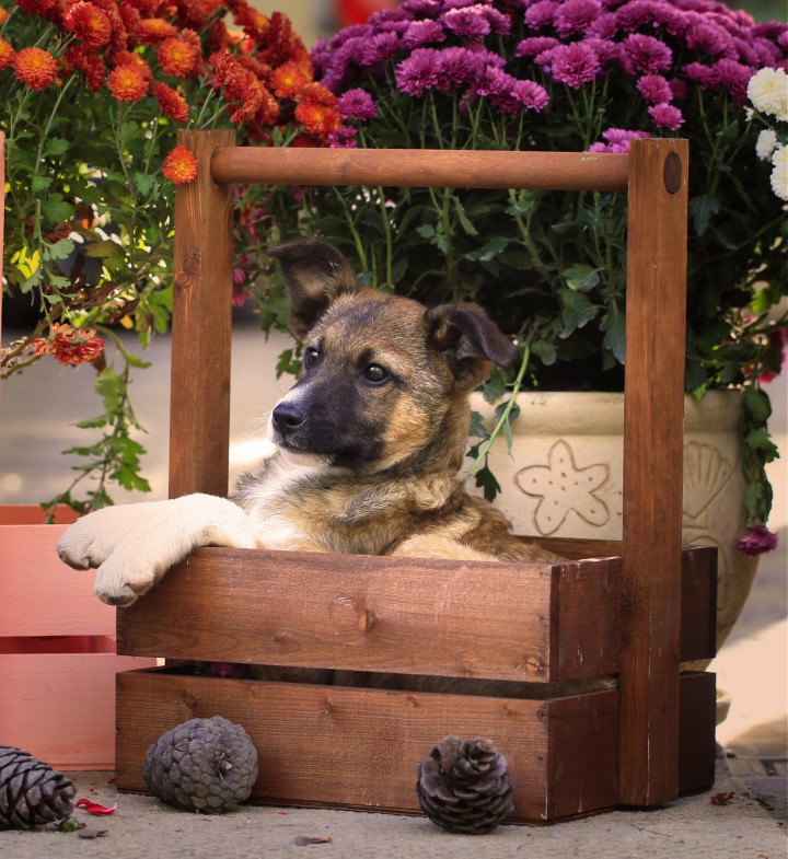 Отдам щенков в добрые руки