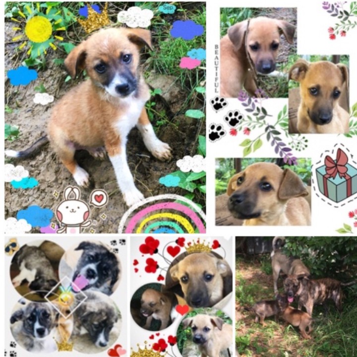 Отдам щенков в добрые руки