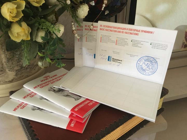 Отдам щенков в добрые руки