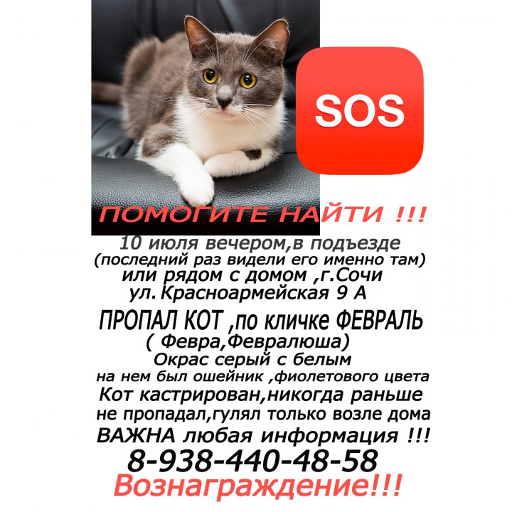 Пропал Кот 