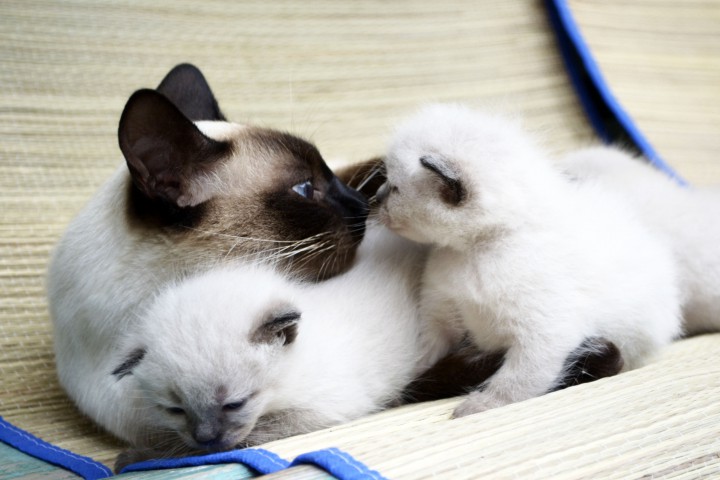 Сиамские котята