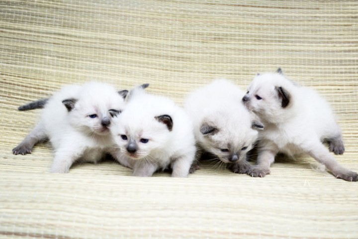 Сиамские котята
