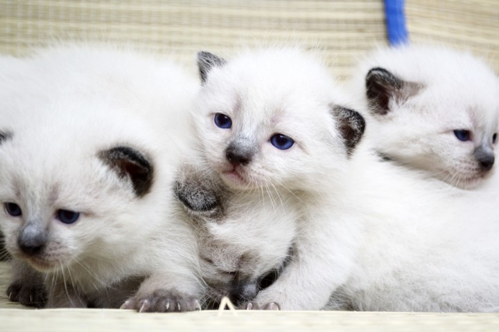 Сиамские котята