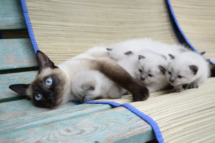 Сиамские котята