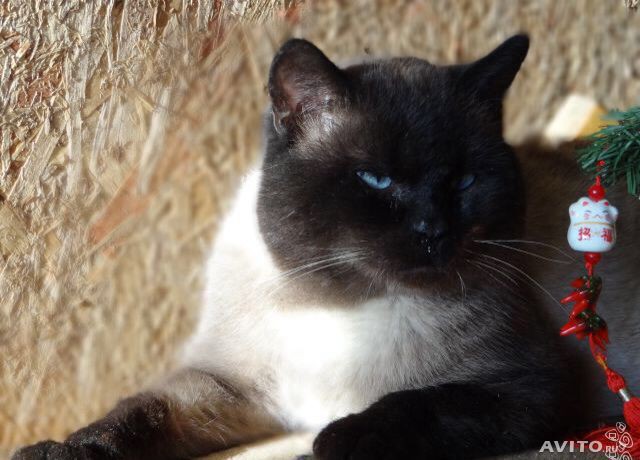 Сиамские котята