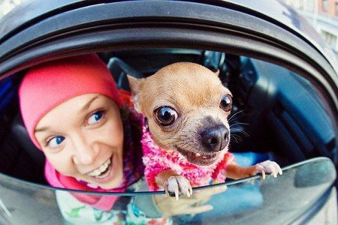 Малышку чихуахуа в любящую семью 