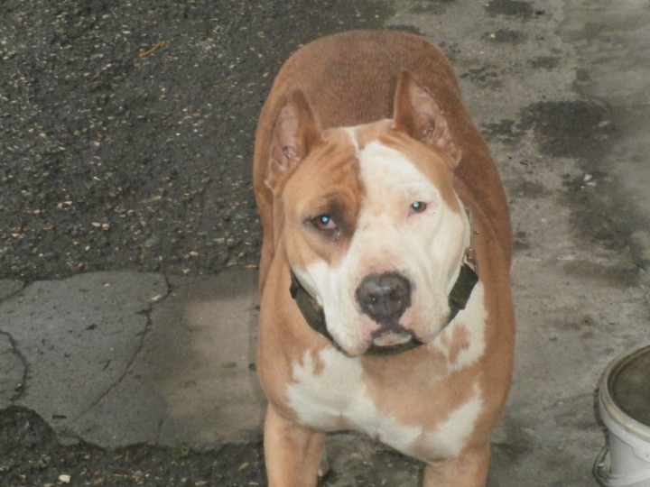 Найдена собака