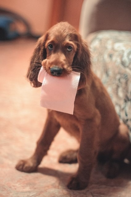 Щенки ирландского сеттера