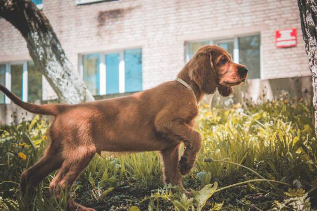 Щенки ирландского сеттера