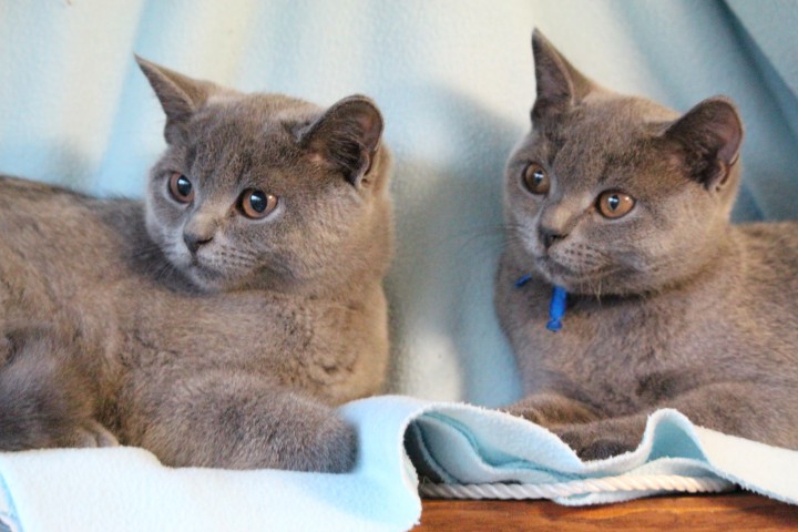 ШОТЛАНДСКИЕ ОЧАРОВАЙКИ ИЩУТ ХОЗЯЙКУ