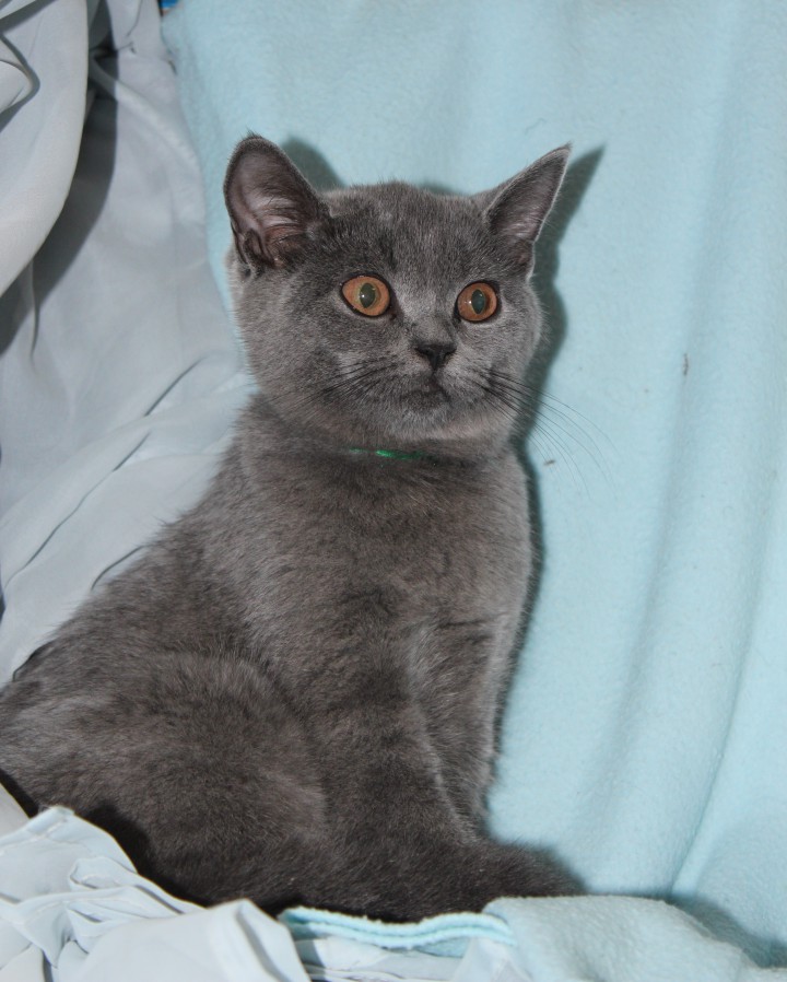 ШОТЛАНДСКИЕ ОЧАРОВАЙКИ ИЩУТ ХОЗЯЙКУ