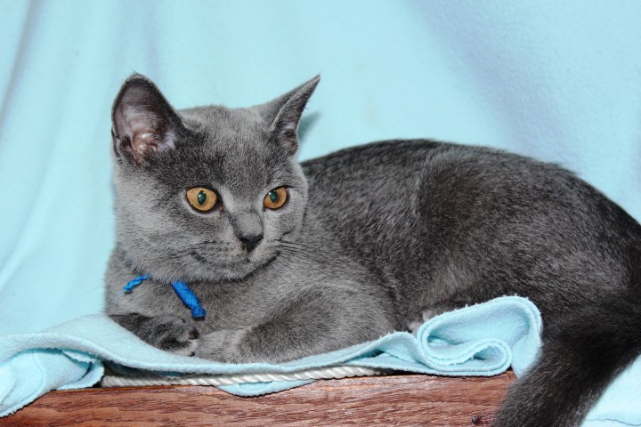 ШОТЛАНДСКИЕ ОЧАРОВАЙКИ ИЩУТ ХОЗЯЙКУ