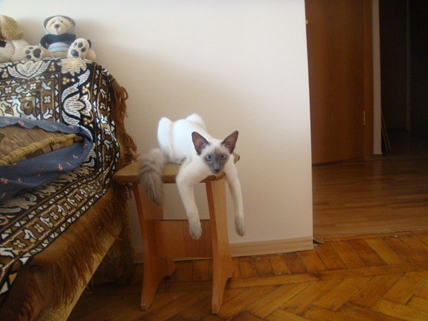 Потерялся кот!!