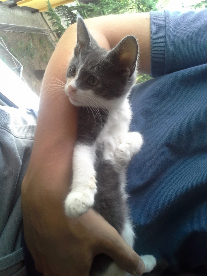 Котенок Мышка в добрые руки