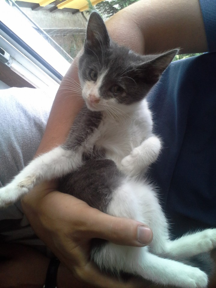 Котенок Мышка в добрые руки