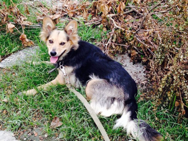 В добрые руки красавица Белла!