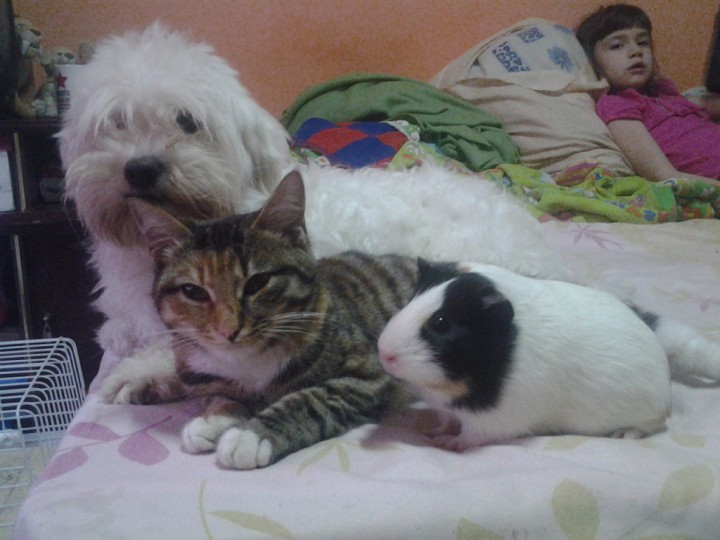 потерялась собака