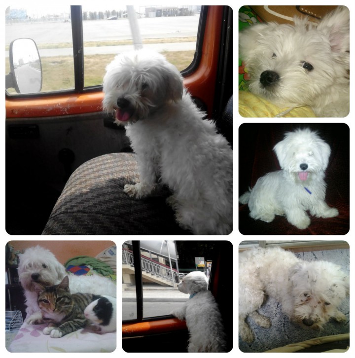 пропал пес! Лексус!