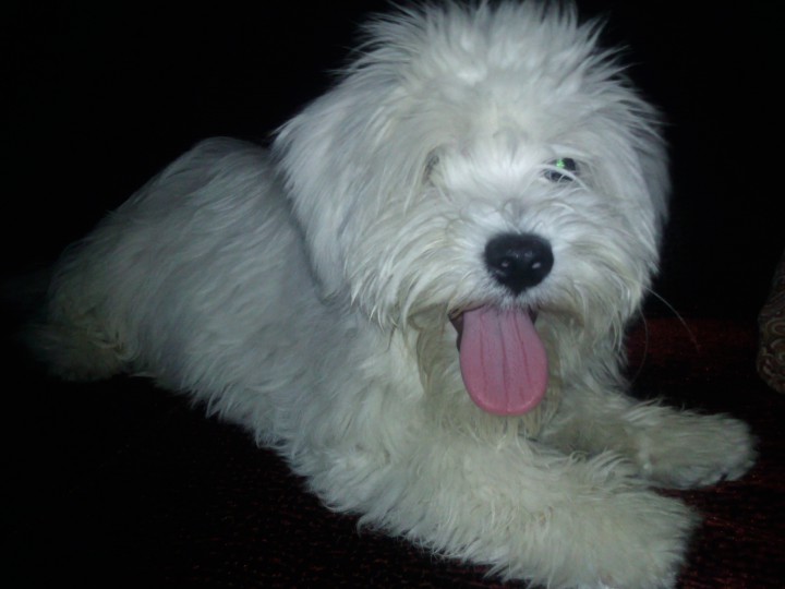 Ищу собаку!