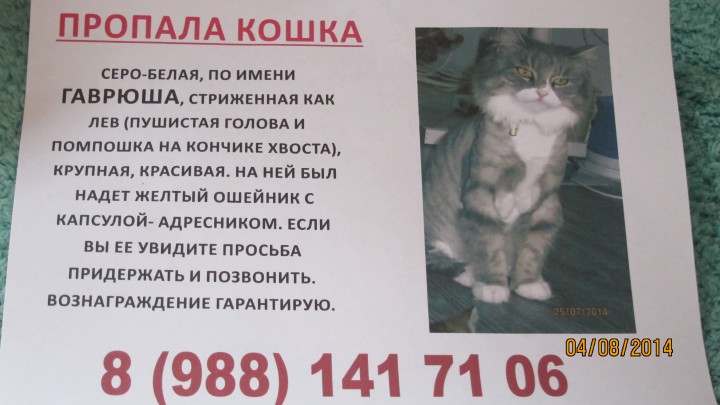 Адлер! Пропала кошка. Помогите найти!