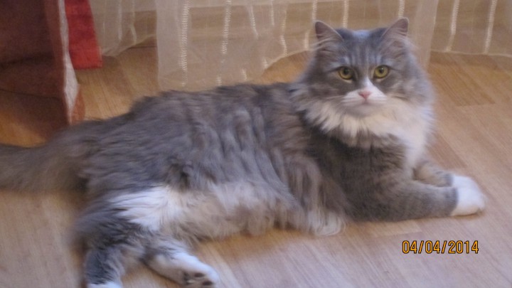 Пропала кошка в Адлере