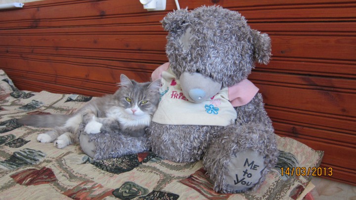 Пропала кошка в Адлере