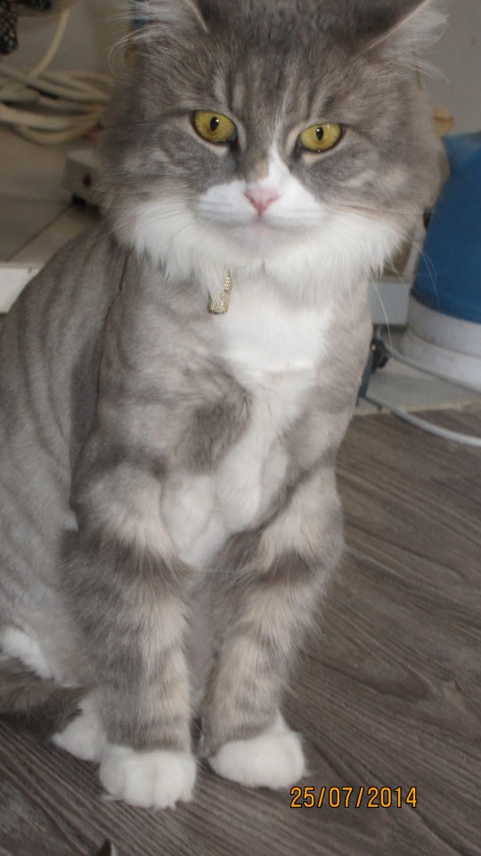 Пропала кошка в Адлере