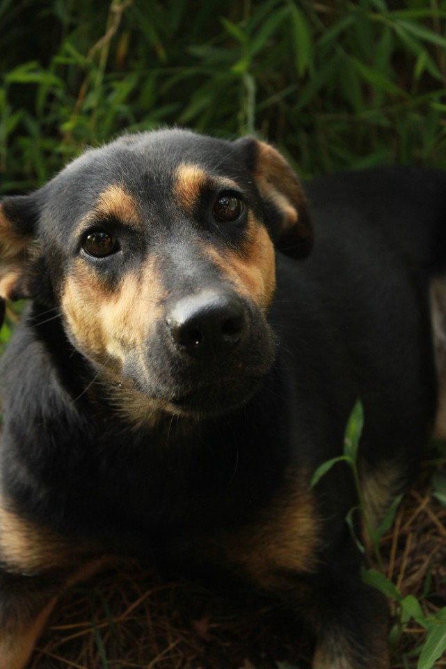 Годовалая собачка в дар