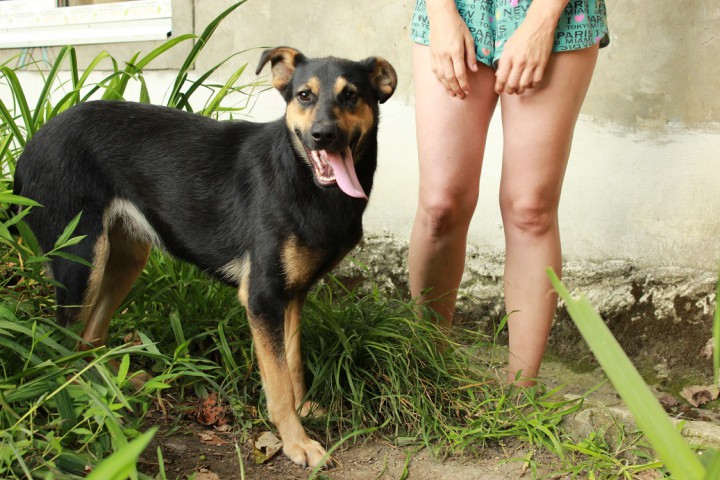 Годовалая собачка в дар