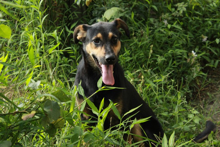 Годовалая собачка в дар