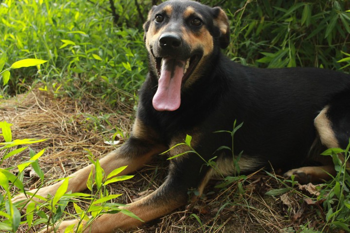 Годовалая собачка в дар