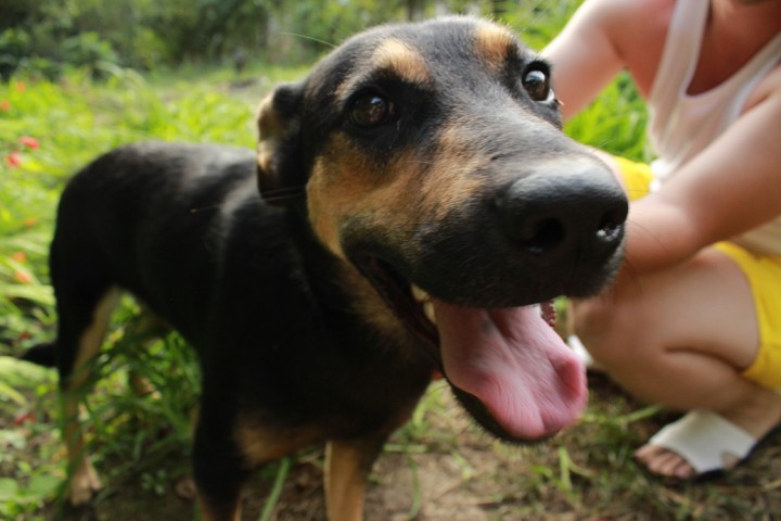 Годовалая собачка в дар
