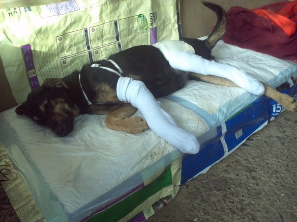 Годовалая собачка в дар