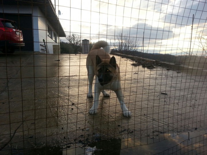 акита и хаски