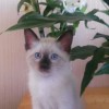 Отдам в добрые руки тайского котенка