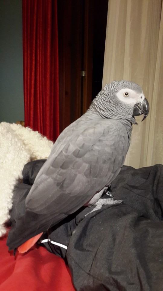 Пропал попугай ЖАКО