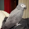 Пропал попугай ЖАКО