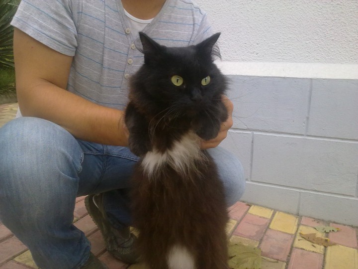 Найден черный кот