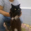 Найден черный кот