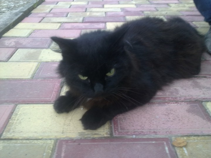 Найден черный кот