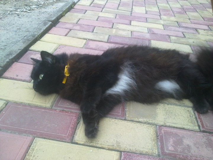 Найден черный кот