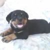 Продам щенков ротвейлера