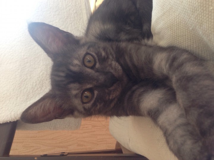 Котоподарок в добрые руки!