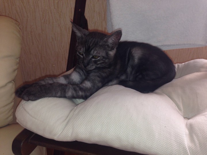 Котоподарок в добрые руки!