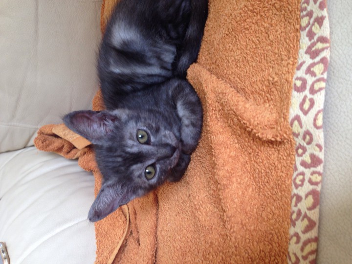 Котоподарок в добрые руки!