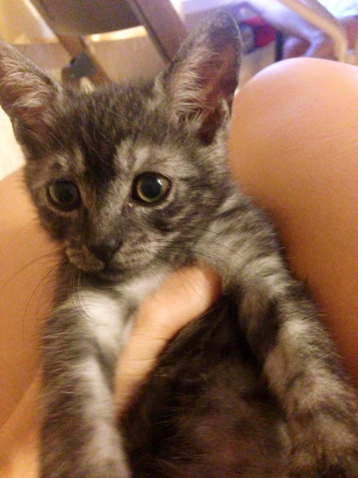 Котоподарок в добрые руки!