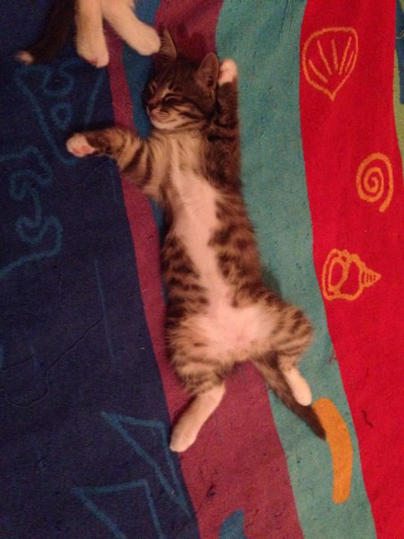 милейшие котята