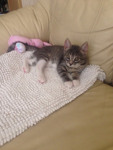 милейшие котята