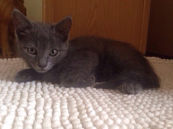 милейшие котята