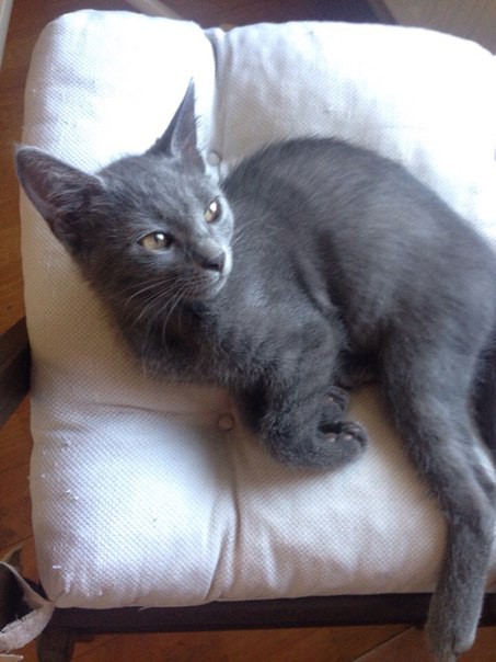 милейшие котята